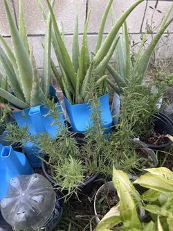 Plantas $7 
