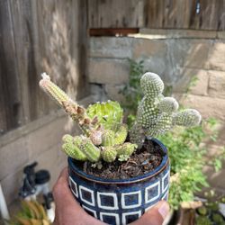 Plants 