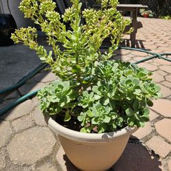 Aeonium haworthii, Aka "Haworth's aeonium" or pinwheel