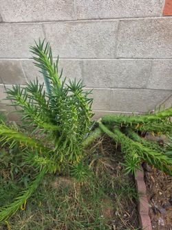 Free Eve's Needle cactus cuttings!