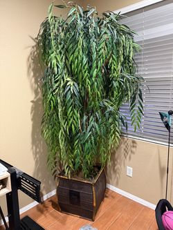 Weeping willow Tree