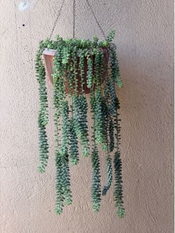 Donkey's Tail Succulent