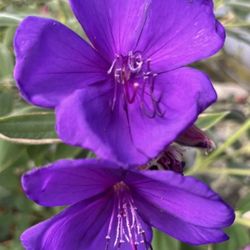 Tibouchina  Plants  In  3gal  Blooms  Year Around  