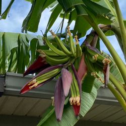 Plantain Platano Poinciana 34758