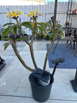 Plumeria