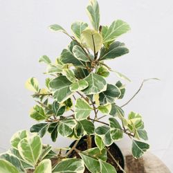 Plants (6”pot🌿Ficus Triangularis Variegated)