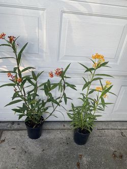 Asclepias Butterfly Weed Plant, 2 Colors Available Red&yellow Grower’s Pot (1 Gallón $12 Each Plant Pick Up Only In City Of Whittier