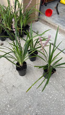 Liriope spicata $3 Each