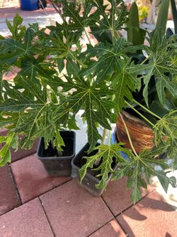 Hawaii papaya