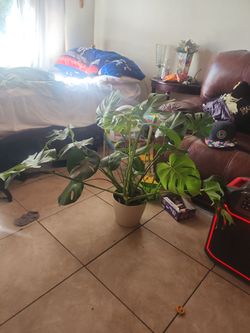 Large Monstera Deliciosa Plant in White Pot