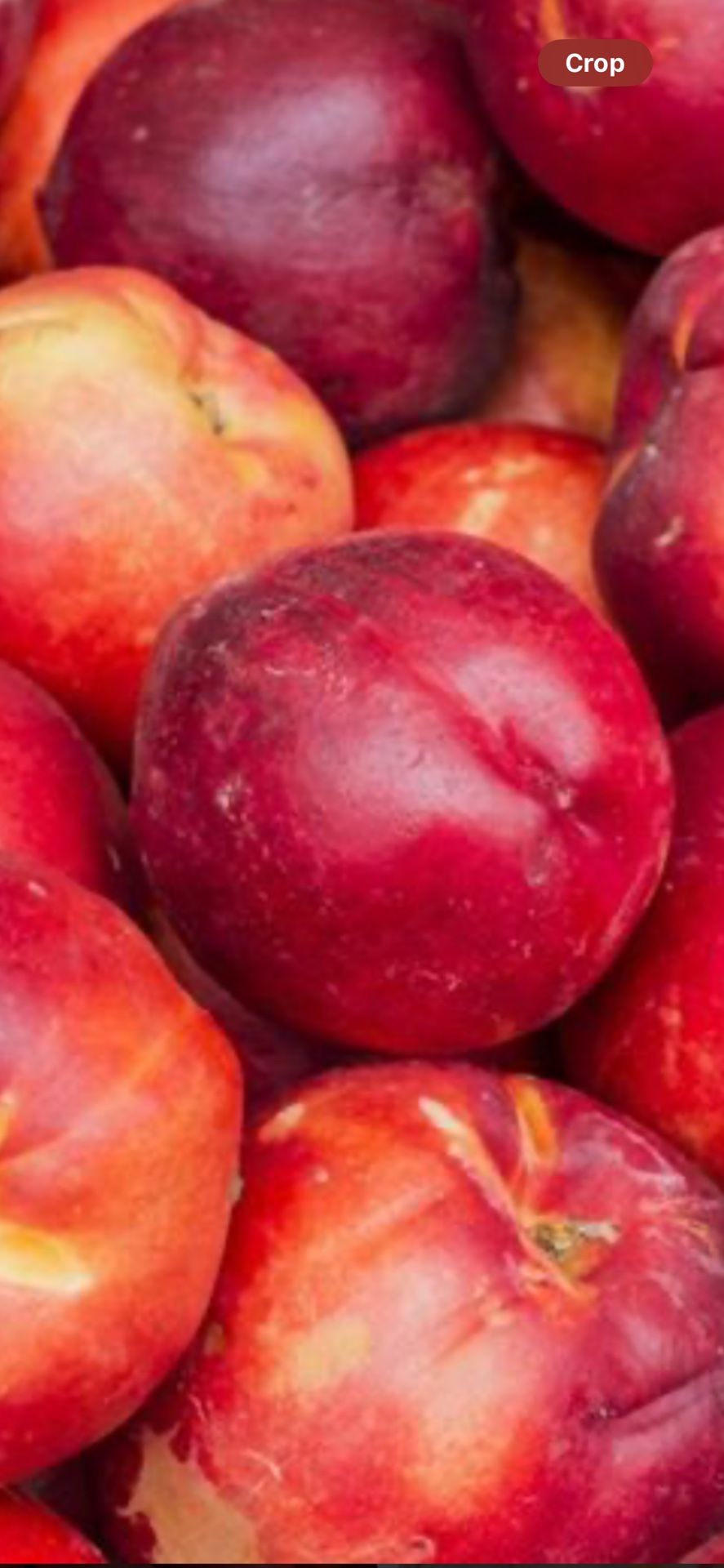 Healthy Fully Grown Mayfire Nectarine 🍑 (ready To Eat Fruit)