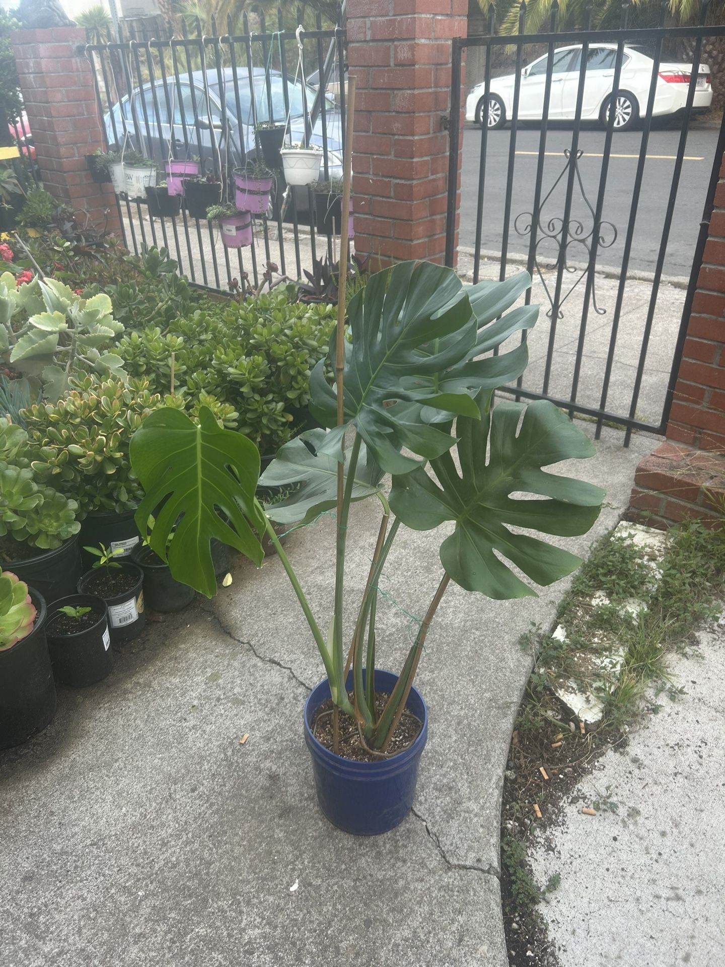 Swiss Cheese Plant