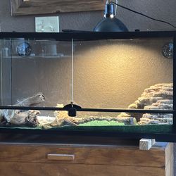 Beared dragon with tank