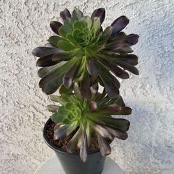 1.5 Gallon Pot Succulent Plant -  Aeonium Arboreum - Tree Aeonium - Black and Green - Rooted & Established - Drought Resistant 🪴