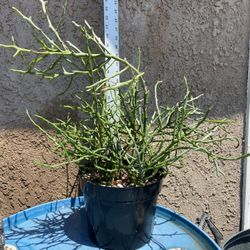 Unique Euphorbia “Briar Patch”  Rooted