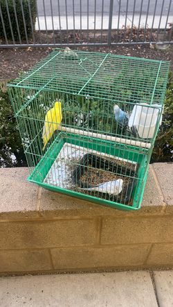 Birds