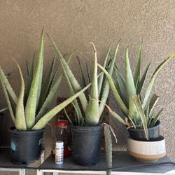 Aloe And Snake Plans