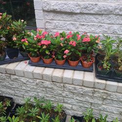 Coronas De Cristos Rosas. Color Rosa