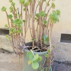 Succulent Plants in 4 Gallon Pot