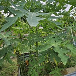 Papaya Tree / Plant 