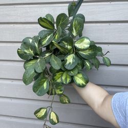 6” variegated hoya obovata high variegation