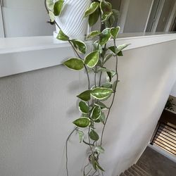 Indoor plant hoya tricolor