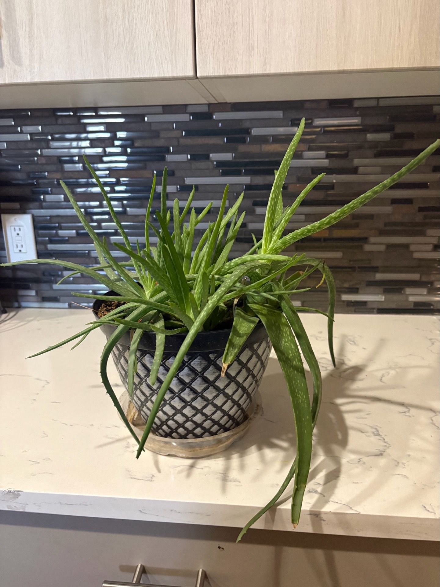 Aloe Vera Plants