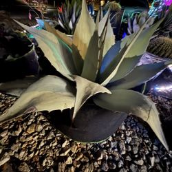 Full Grown Agave Plants