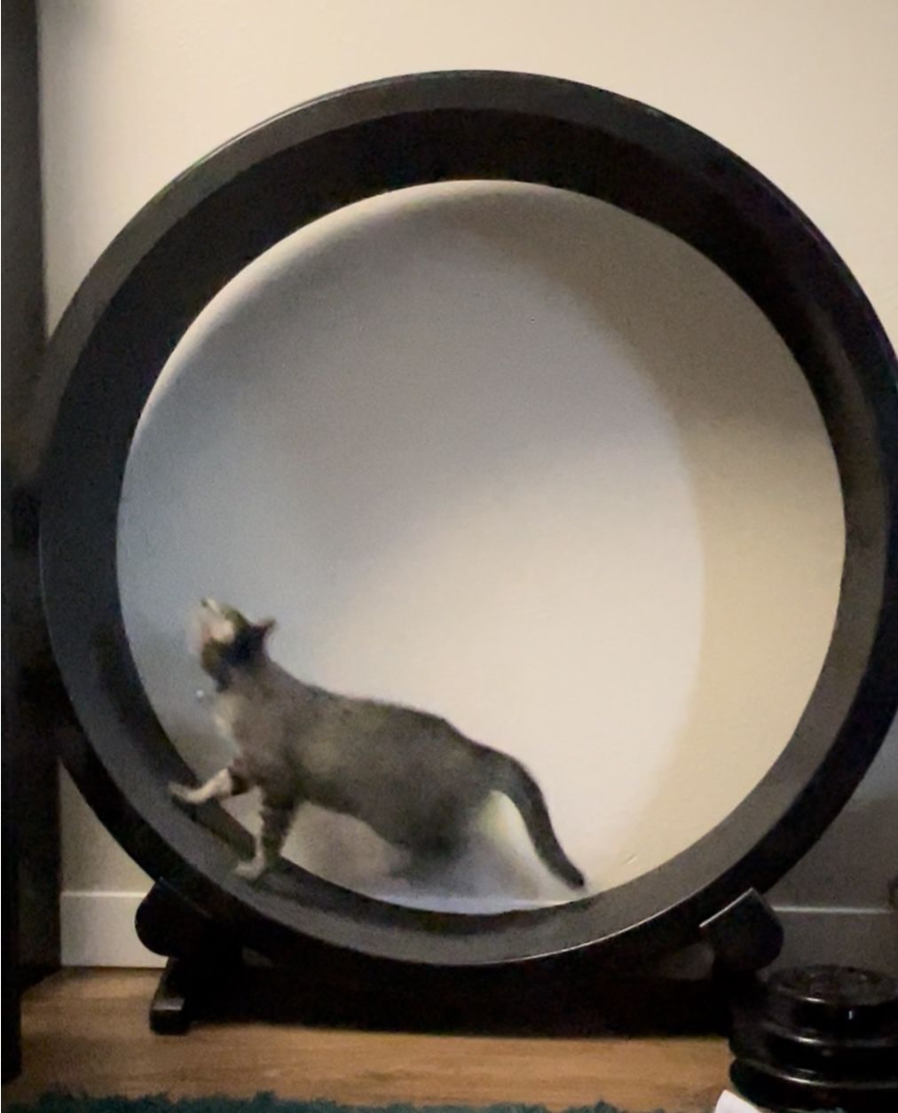 Cat Exercise Wheel