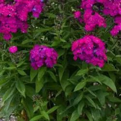 Phlox Perennial Plant