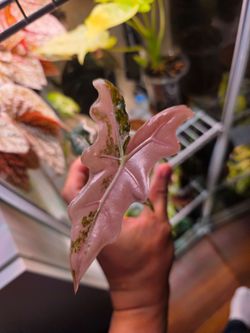 Alocasia Nobilis Pink 1 leafer