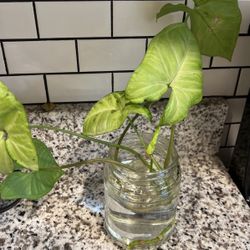 Arrowhead Syngonium White Butterfly Cuttings