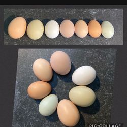 Hatching Eggs
