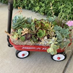 Radio Flyer Wagon With Beautiful Succulent Plants 