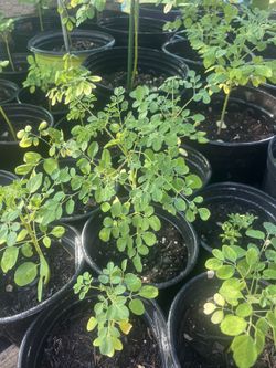 Moringa Trees Smaller