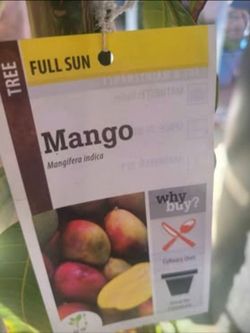 8 foot Mango Tree in Glendale