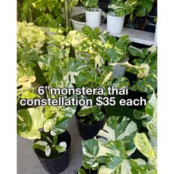 Plants (6”pot🌿Monstera Thai )