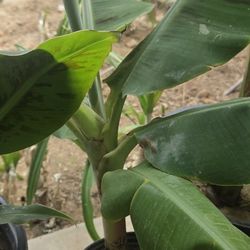 Banana Tree
