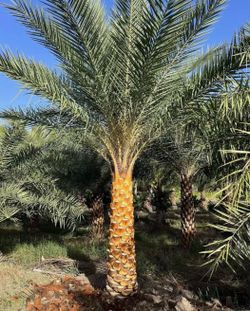 Clusia podocarpus and Sylvester palms