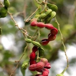 Árbol de Pinzanes O Guamuchil 