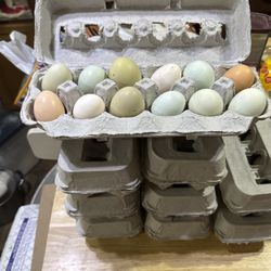 Eggs  Lots Of Eggs 