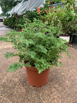 Citronella  plant big