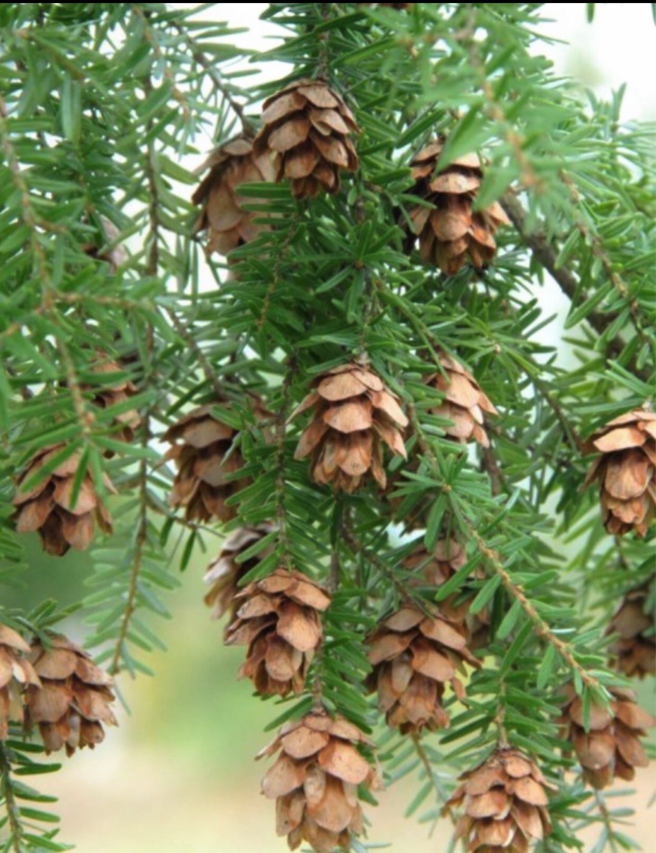 Western Hemlock Young Organic Well Established.