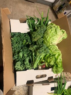 Fresh veggies