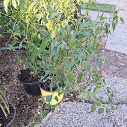 Chiltepin Pepper Plant