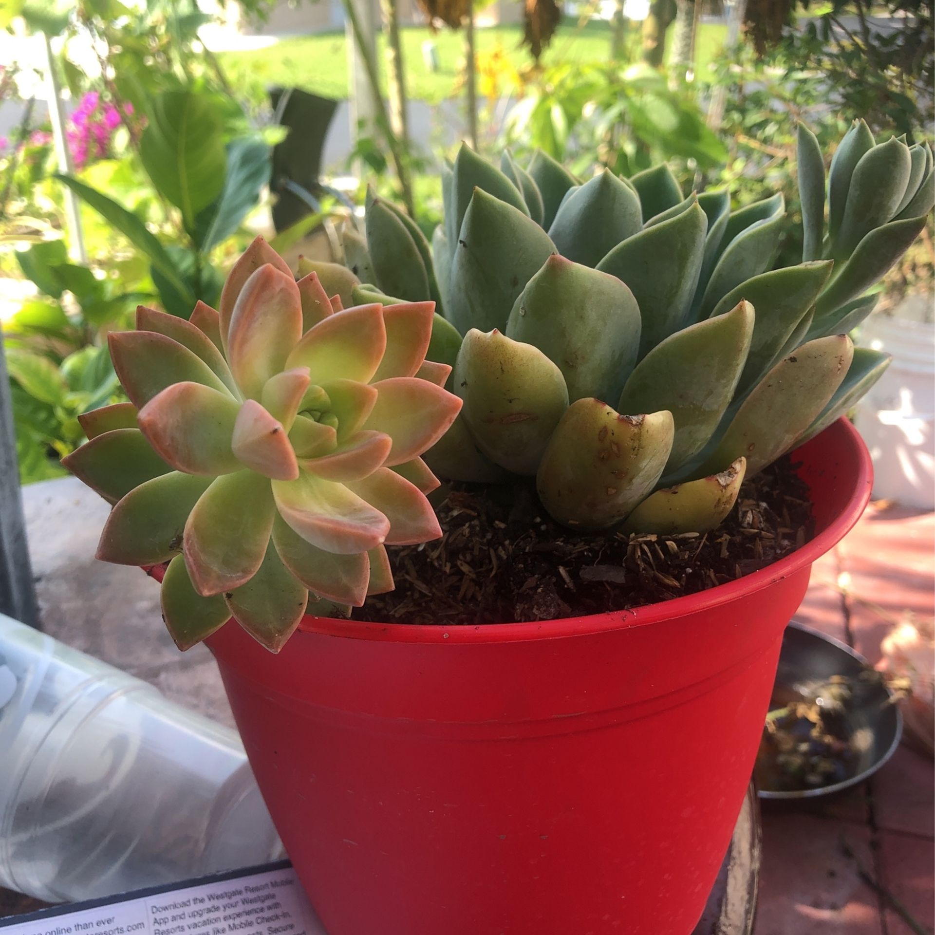Succulent Plant bundle &blue Achieve