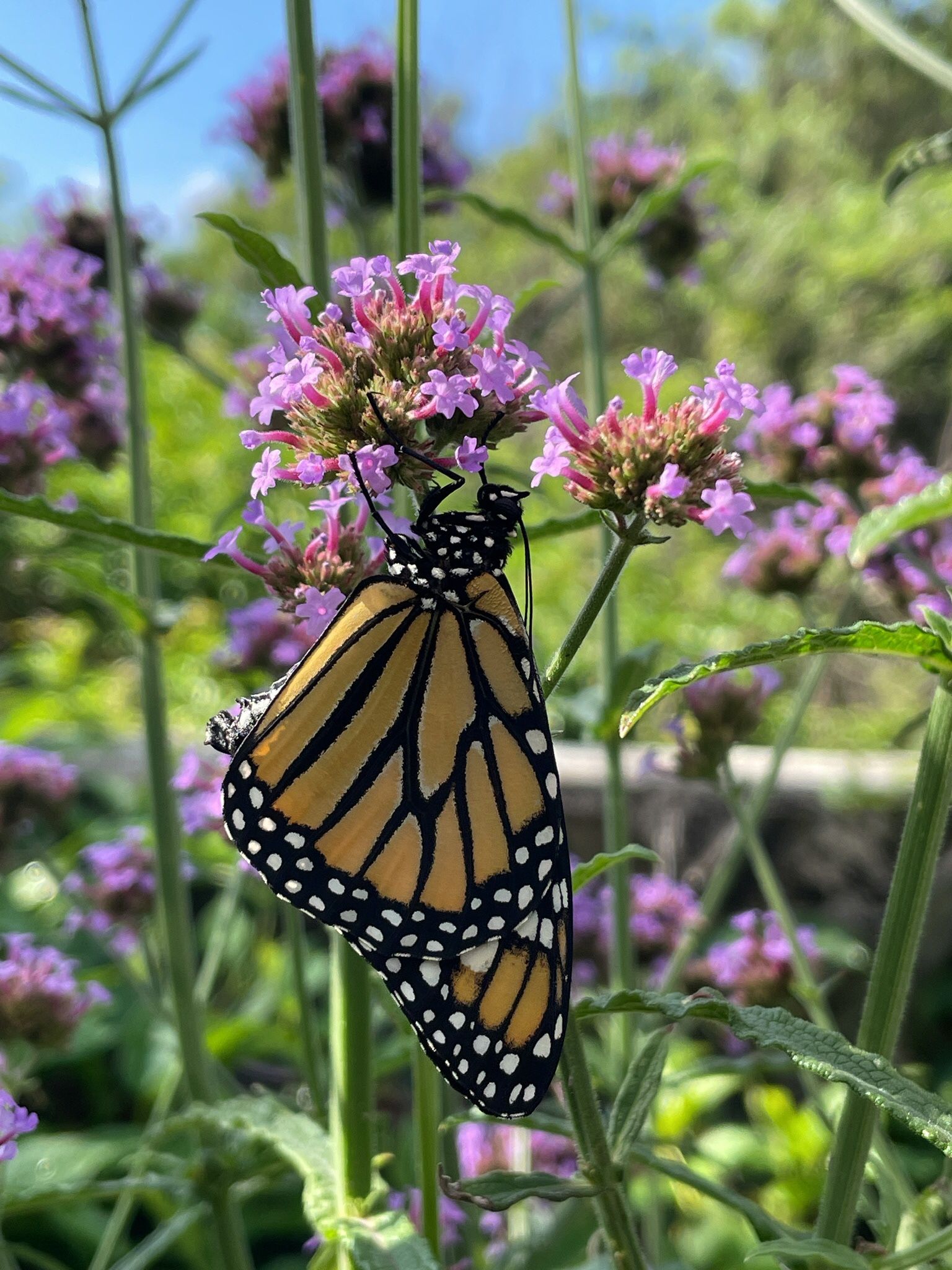 Butterfly Garden INSTALL and PLANTS