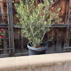 Olive Tree 