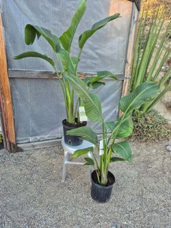 Birds Of Paradise Plant 10" Pot $ 20 each
