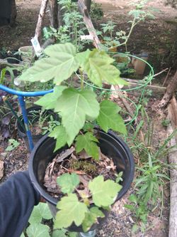 Plant